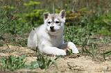 SIBERIAN HUSKY 359